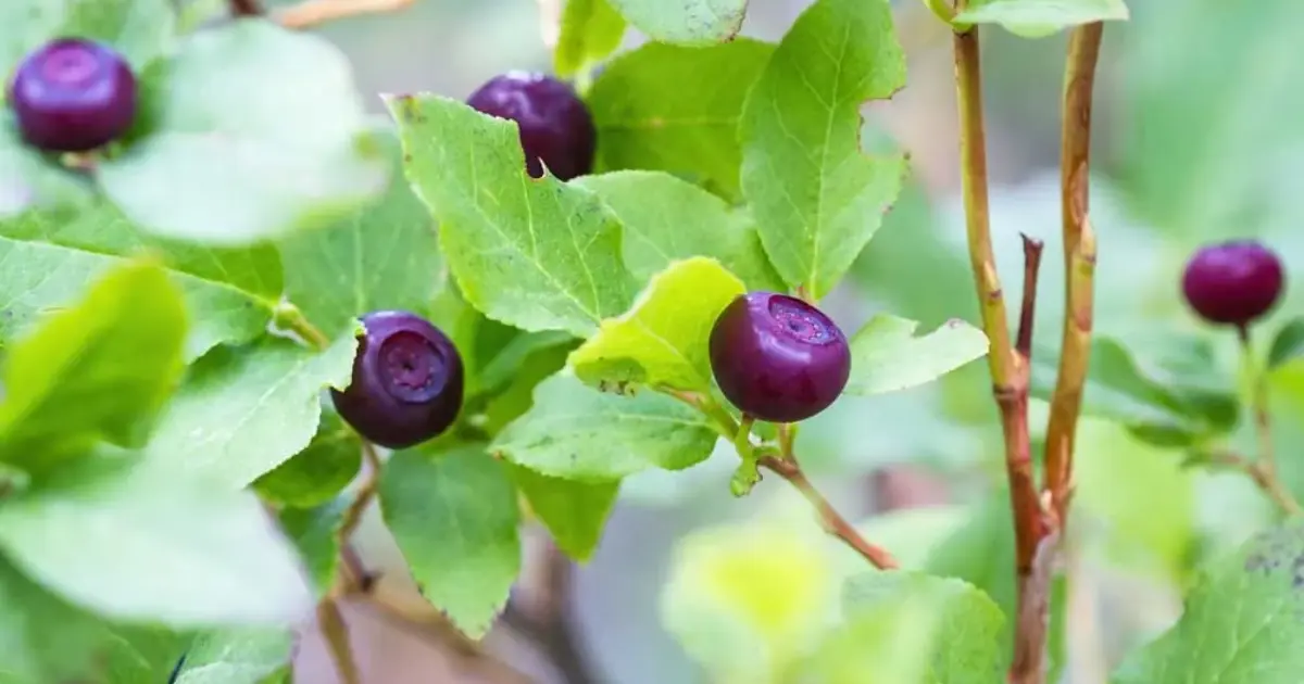 how to identify Wild Huckleberry