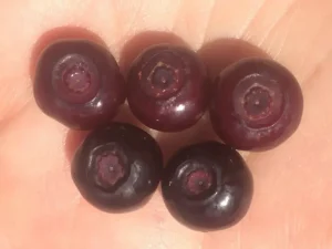 Wild Huckleberry fruits
