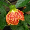 Abutilon Orange Tiger Live Plant Bell Hibiscus 4-6 Inch Tall Starter Plant Outdoor - Image 1