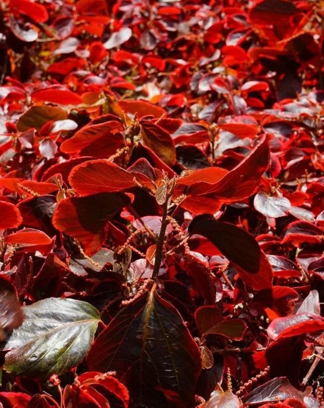 Acalypha Chenille Copperleaf Live Plants - 2-Pack, 4-6" Tall, Colorful Foliage - Image 1