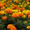 African Marigold 'Cracker Jack' Live Plant - 3 Orange Flowers, 5-8 Inch Tall in 4 Inch Pot for Outdoor Garden African Marigold 'Cracker Jack' Live Plant - 3 Orange Flowers, 5-8 Inch Tall in 4 Inch Pot for Outdoor Garden - Image 1