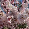 Akebono Flowering Cherry Live Plant - 6-12" Tall - 3" Pot - Outdoor Tree - Image 1