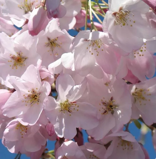 Akebono Flowering Cherry Tree Live Plant 6-12" Tall 3" Pot Outdoor Akebono Flowering Cherry Tree Live Plant 6-12" Tall 3" Pot Outdoor - Image 2