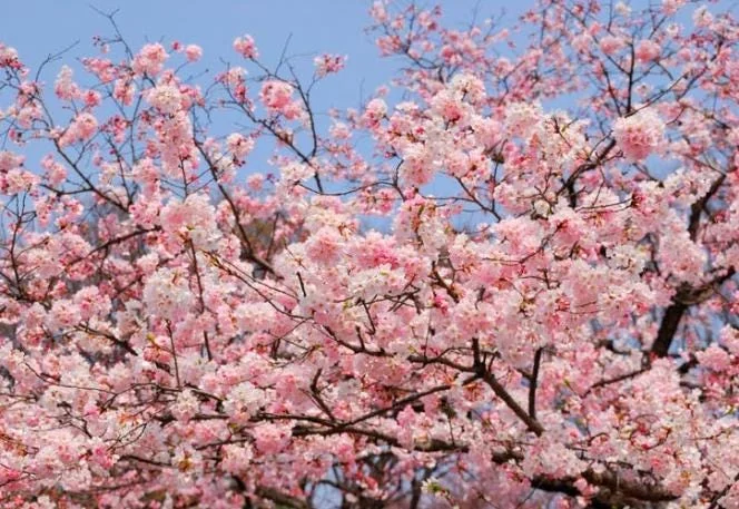 Akebono Flowering Cherry Tree Live Plant 6-12" Tall 3" Pot Outdoor Akebono Flowering Cherry Tree Live Plant 6-12" Tall 3" Pot Outdoor - Image 3