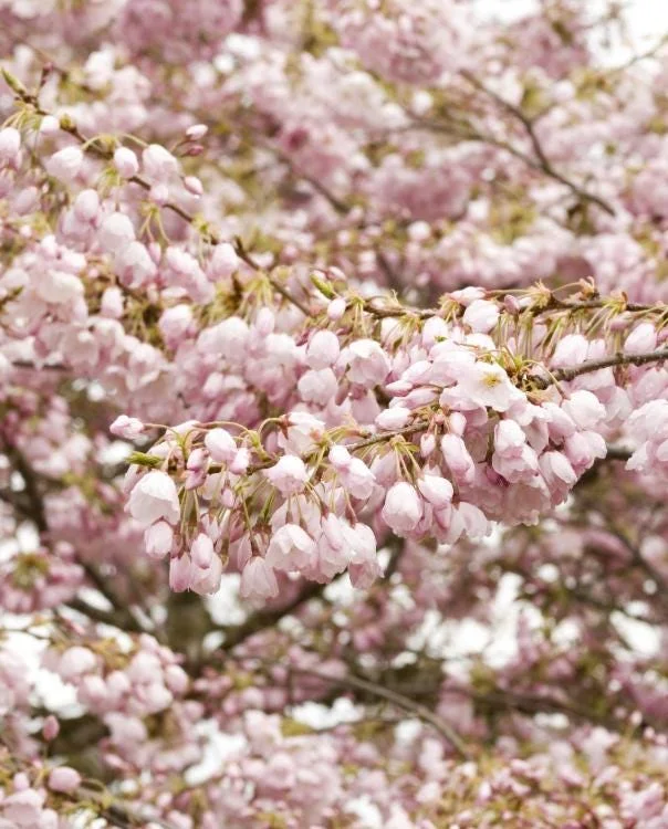Akebono Flowering Cherry Tree Live Plant 6-12" Tall 3" Pot Outdoor Akebono Flowering Cherry Tree Live Plant 6-12" Tall 3" Pot Outdoor - Image 4