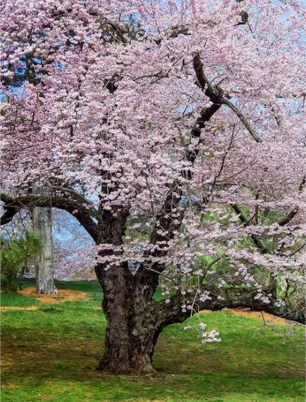 Akebono Flowering Cherry Tree Live Plant 6-12" Tall 3" Pot Outdoor Akebono Flowering Cherry Tree Live Plant 6-12" Tall 3" Pot Outdoor - Image 6