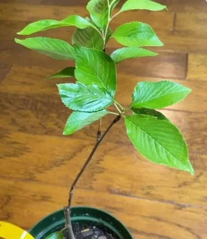 Akebono Flowering Cherry Tree Live Plant 6-12" Tall 3" Pot Outdoor Akebono Flowering Cherry Tree Live Plant 6-12" Tall 3" Pot Outdoor - Image 7