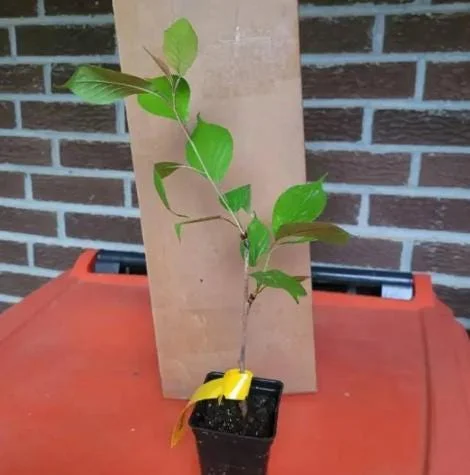 Akebono Flowering Cherry Tree Live Plant 6-12" Tall 3" Pot Outdoor Akebono Flowering Cherry Tree Live Plant 6-12" Tall 3" Pot Outdoor - Image 8