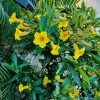 Allamanda Brown Bud Live Plant - Set of 3 Tropical Yellow Trumpet Vines, 4-6" Tall - Image 1