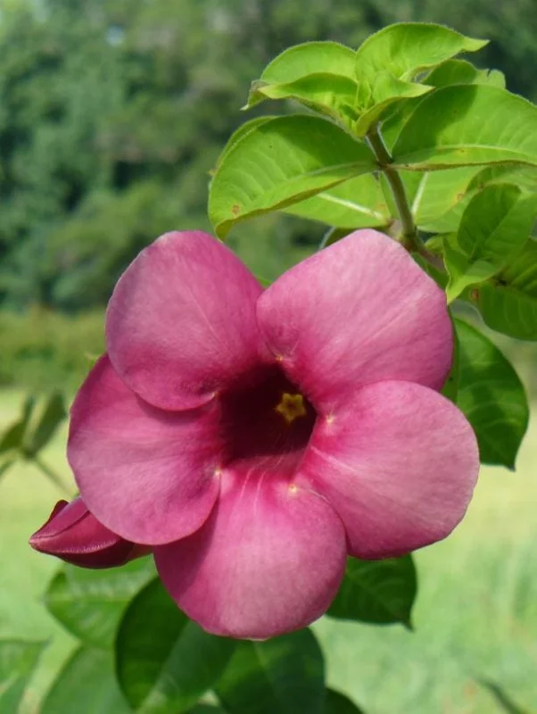 Allamanda Cherries Jubilee Live Plant – Purple Trumpet Vine, Set of 3, 4-6" Tall, Fast-Growing Perennial - Image 2