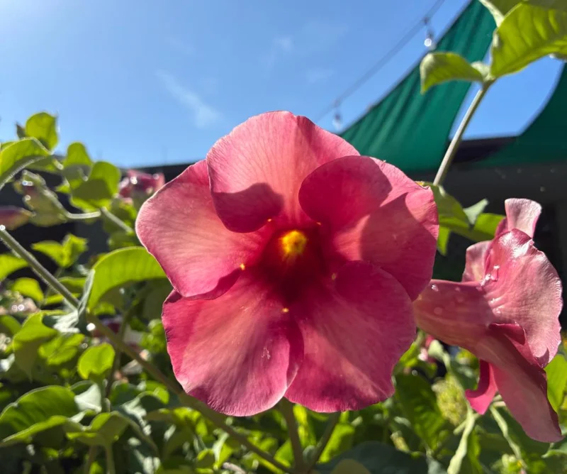 Allamanda Cherries Jubilee Live Plant – Purple Trumpet Vine, Set of 3, 4-6" Tall, Fast-Growing Perennial - Image 1