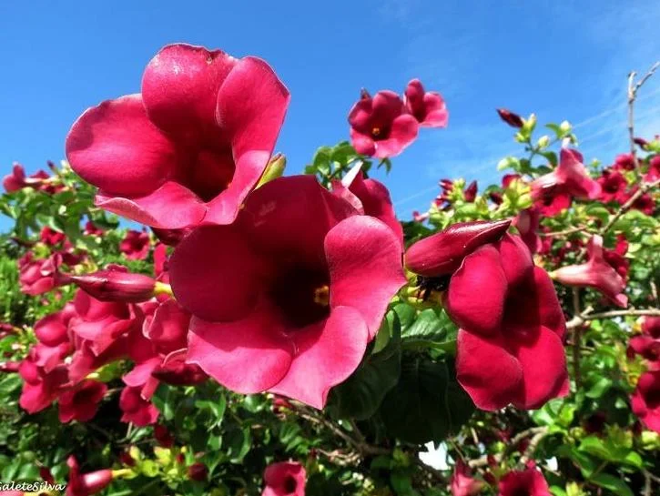 Allamanda 'Lil Red' Live Plant Set - 3 Tropical Red Flowering Perennials, 4-6" Tall - Image 2