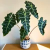 Alocasia Amazonica Live Starter Plant - Tropical Indoor Houseplant, 2 ft Tall Alocasia Amazonica Live Starter Plant - Tropical Indoor Houseplant, 2 ft Tall - Image 1