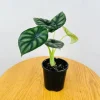 Alocasia Dragon Scale Live Plant – Jewel Alocasia – 5-9 Inch Tall Indoor Plant - Image 1