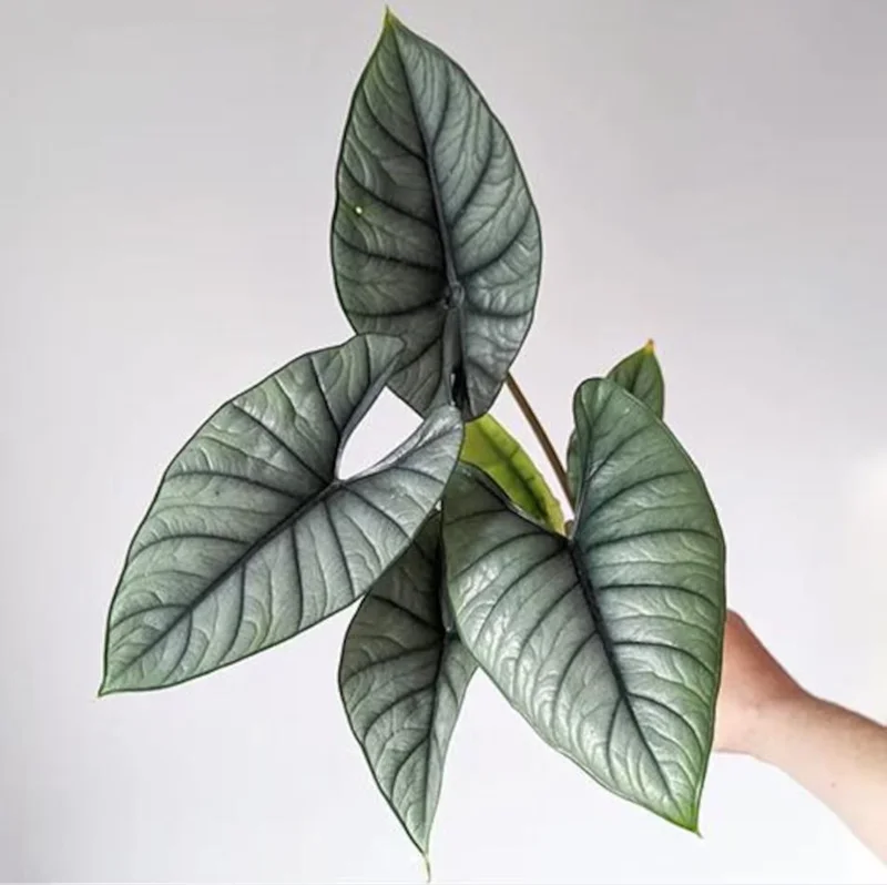 Alocasia Platinum Live Starter Plant - Rare Blue Silver Foliage, 5-9 Inch Tall Indoor Plant Alocasia Platinum Live Starter Plant - Rare Blue Silver Foliage, 5-9 Inch Tall Indoor Plant - Image 2