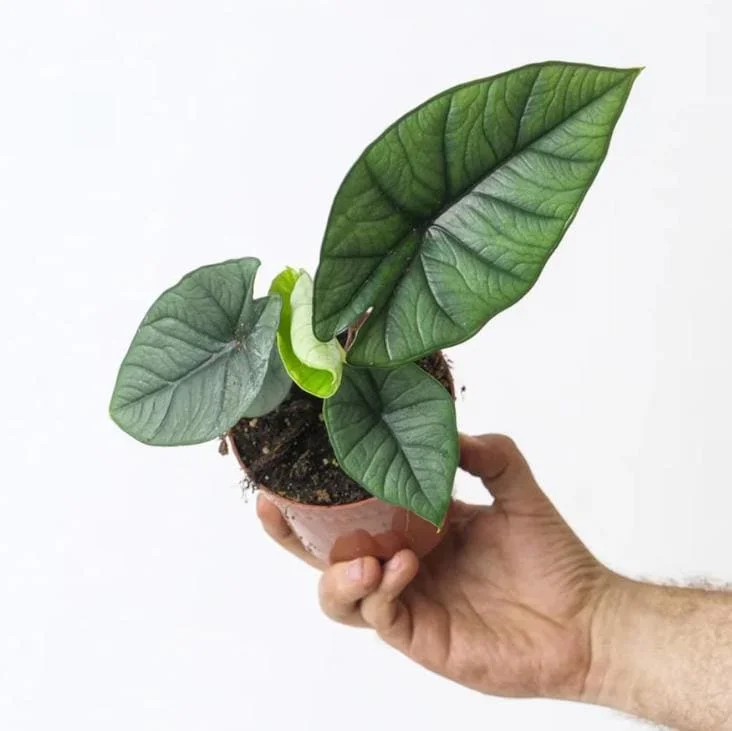 Alocasia Platinum Live Starter Plant - Rare Blue Silver Foliage, 5-9 Inch Tall Indoor Plant Alocasia Platinum Live Starter Plant - Rare Blue Silver Foliage, 5-9 Inch Tall Indoor Plant - Image 3