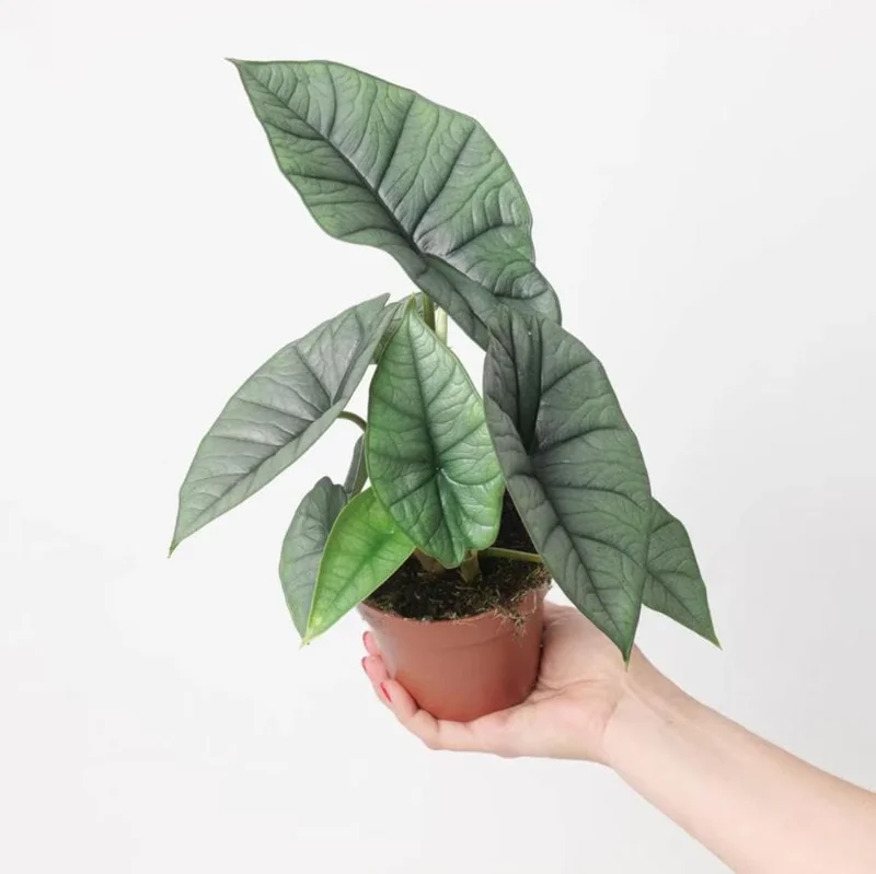 Alocasia Platinum Live Starter Plant - Rare Blue Silver Foliage, 5-9 Inch Tall Indoor Plant Alocasia Platinum Live Starter Plant - Rare Blue Silver Foliage, 5-9 Inch Tall Indoor Plant - Image 4