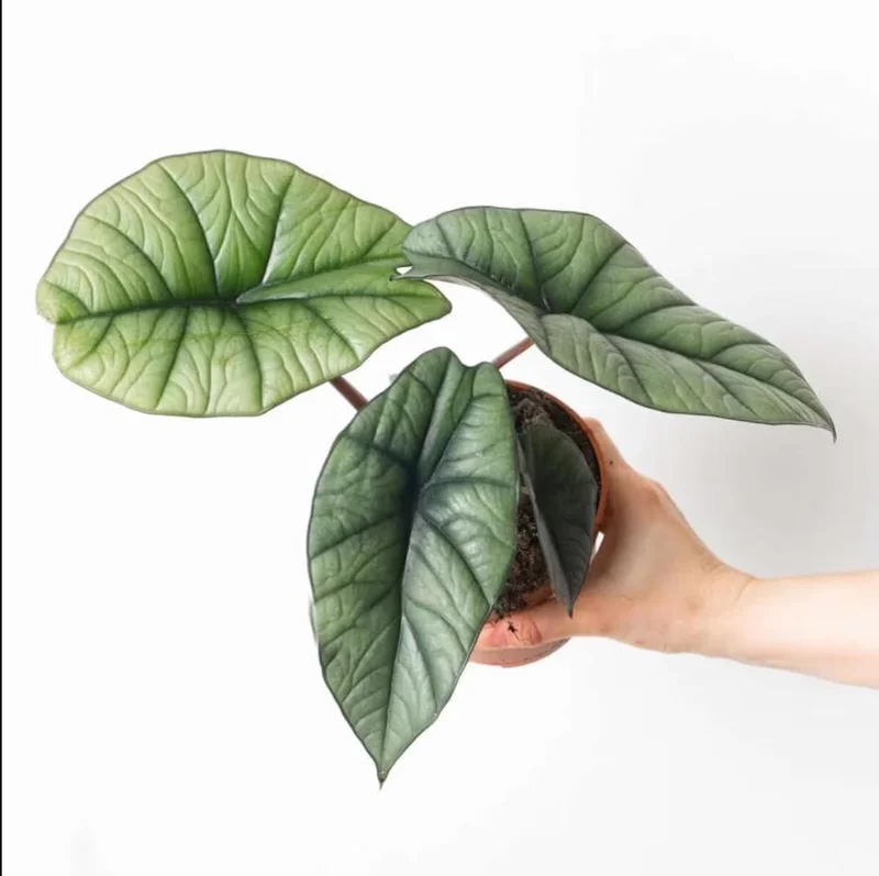 Alocasia Platinum Live Starter Plant - Rare Blue Silver Foliage, 5-9 Inch Tall Indoor Plant Alocasia Platinum Live Starter Plant - Rare Blue Silver Foliage, 5-9 Inch Tall Indoor Plant - Image 5