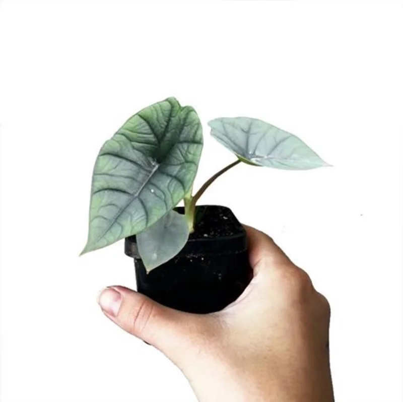 Alocasia Platinum Live Starter Plant - Rare Blue Silver Foliage, 5-9 Inch Tall Indoor Plant Alocasia Platinum Live Starter Plant - Rare Blue Silver Foliage, 5-9 Inch Tall Indoor Plant - Image 6