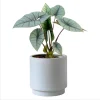 Alocasia Platinum Live Starter Plant - Rare Blue Silver Foliage, 5-9 Inch Tall Indoor Plant - Image 1