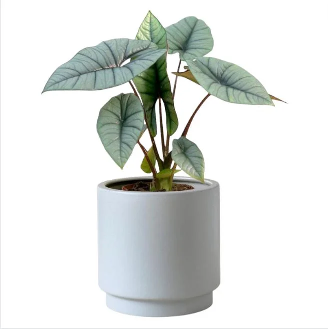 Alocasia Platinum Live Starter Plant - Rare Blue Silver Foliage, 5-9 Inch Tall Indoor Plant Alocasia Platinum Live Starter Plant - Rare Blue Silver Foliage, 5-9 Inch Tall Indoor Plant - Image 1