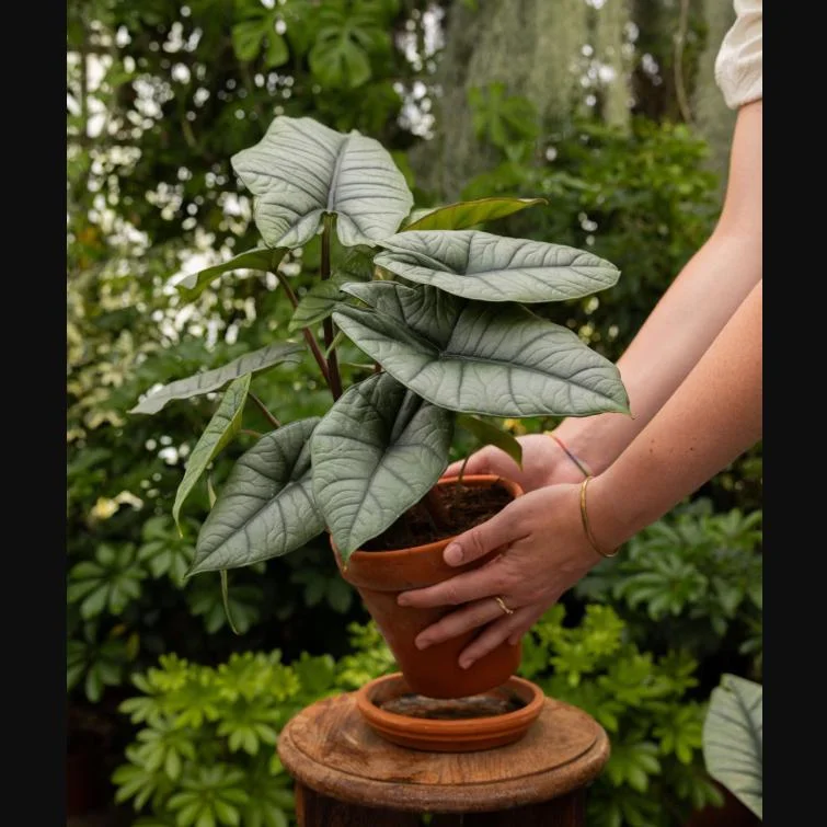 Alocasia Platinum Live Starter Plant - Rare Blue Silver Foliage, 5-9 Inch Tall Indoor Plant Alocasia Platinum Live Starter Plant - Rare Blue Silver Foliage, 5-9 Inch Tall Indoor Plant - Image 7