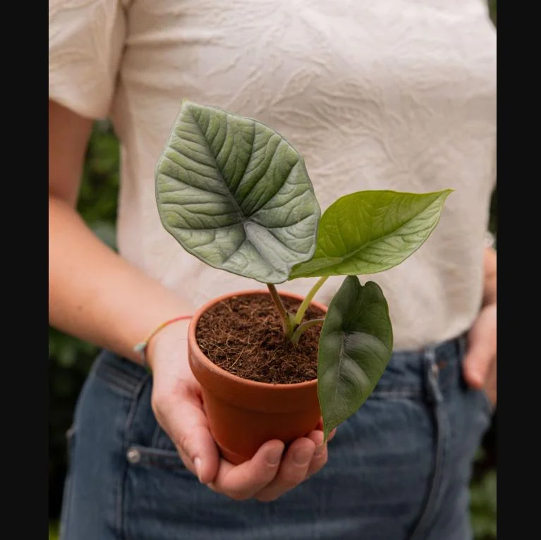 Alocasia Platinum Live Starter Plant - Rare Blue Silver Foliage, 5-9 Inch Tall Indoor Plant Alocasia Platinum Live Starter Plant - Rare Blue Silver Foliage, 5-9 Inch Tall Indoor Plant - Image 8