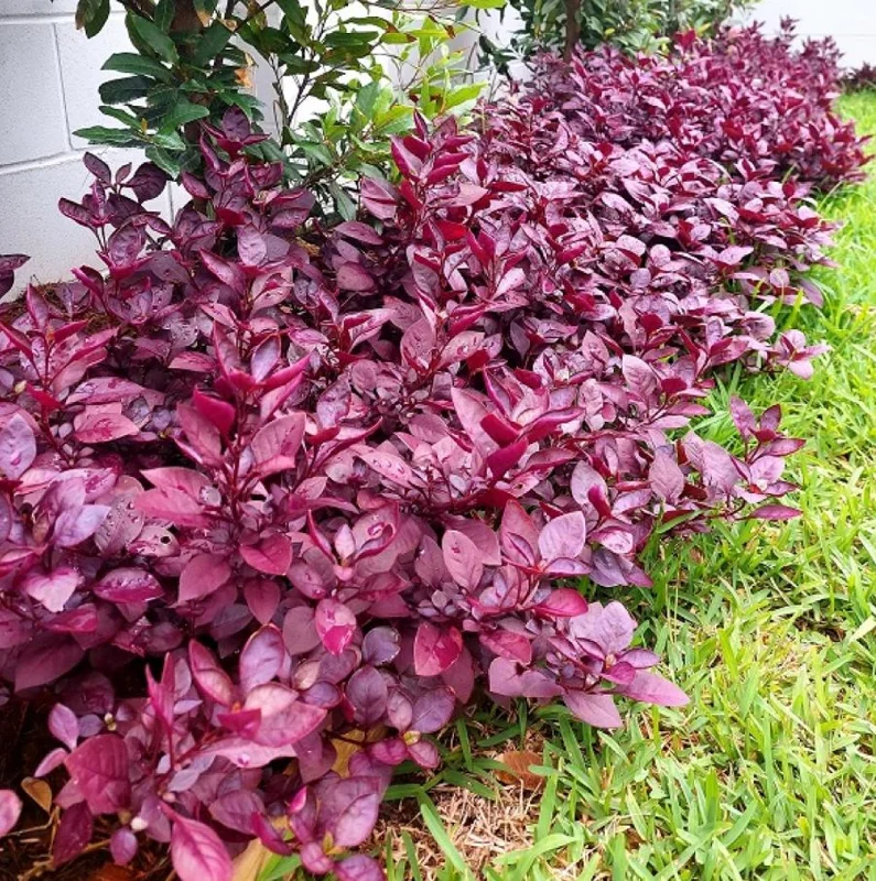 Alternanthera 'Little Ruby' Live Plant, 4-6" Tall, Set of 2, Vibrant Ruby-Purple Foliage, Outdoor Alternanthera 'Little Ruby' Live Plant, 4-6" Tall, Set of 2, Vibrant Ruby-Purple Foliage, Outdoor - Image 2