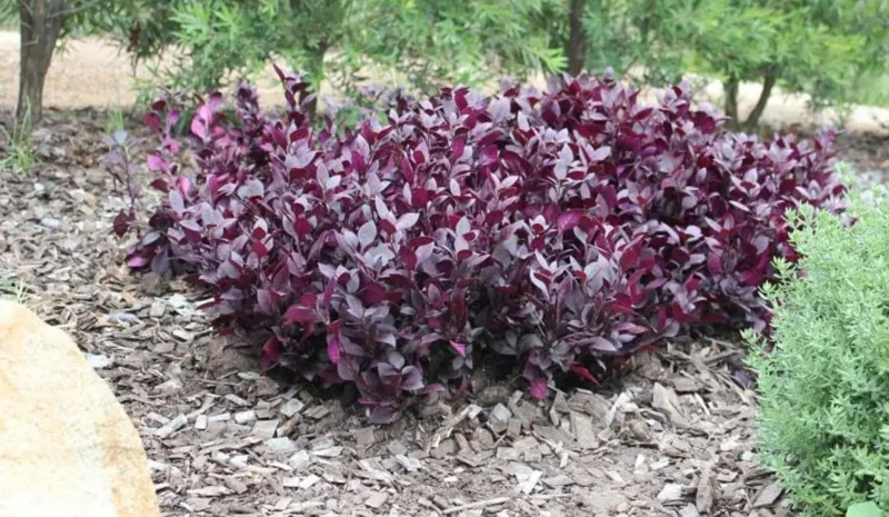 Alternanthera 'Little Ruby' Live Plant, 4-6" Tall, Set of 2, Vibrant Ruby-Purple Foliage, Outdoor Alternanthera 'Little Ruby' Live Plant, 4-6" Tall, Set of 2, Vibrant Ruby-Purple Foliage, Outdoor - Image 4