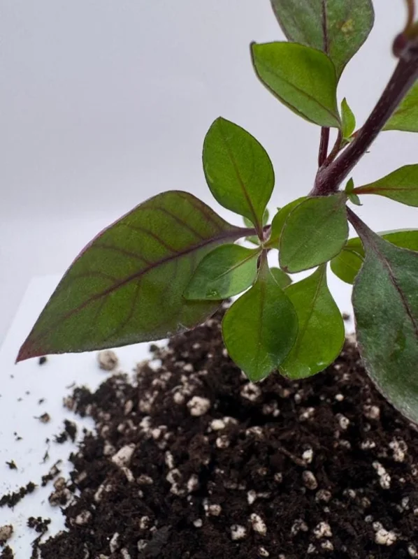 Alternanthera 'Little Ruby' Live Plant, 4-6" Tall, Set of 2, Vibrant Ruby-Purple Foliage, Outdoor Alternanthera 'Little Ruby' Live Plant, 4-6" Tall, Set of 2, Vibrant Ruby-Purple Foliage, Outdoor - Image 5