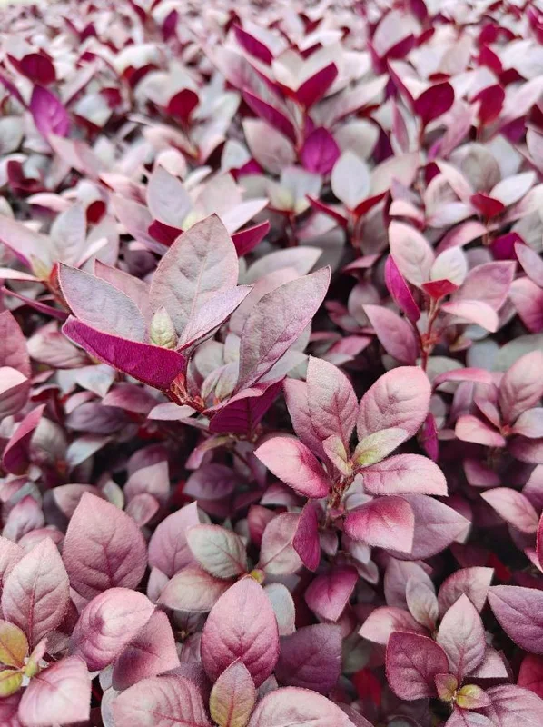 Alternanthera 'Little Ruby' Live Plant, 4-6" Tall, Set of 2, Vibrant Ruby-Purple Foliage, Outdoor Alternanthera 'Little Ruby' Live Plant, 4-6" Tall, Set of 2, Vibrant Ruby-Purple Foliage, Outdoor - Image 1