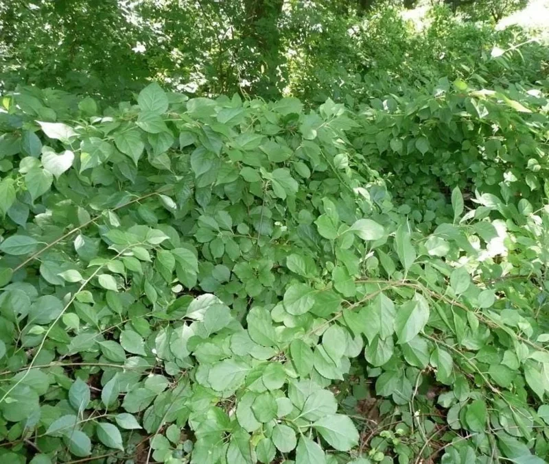 American Bittersweet Live Vine Plant – 6-12 Inch Starter Plug – Celastrus Scandens – Outdoor Climbing Vine American Bittersweet Live Vine Plant – 6-12 Inch Starter Plug – Celastrus Scandens – Outdoor Climbing Vine - Image 10