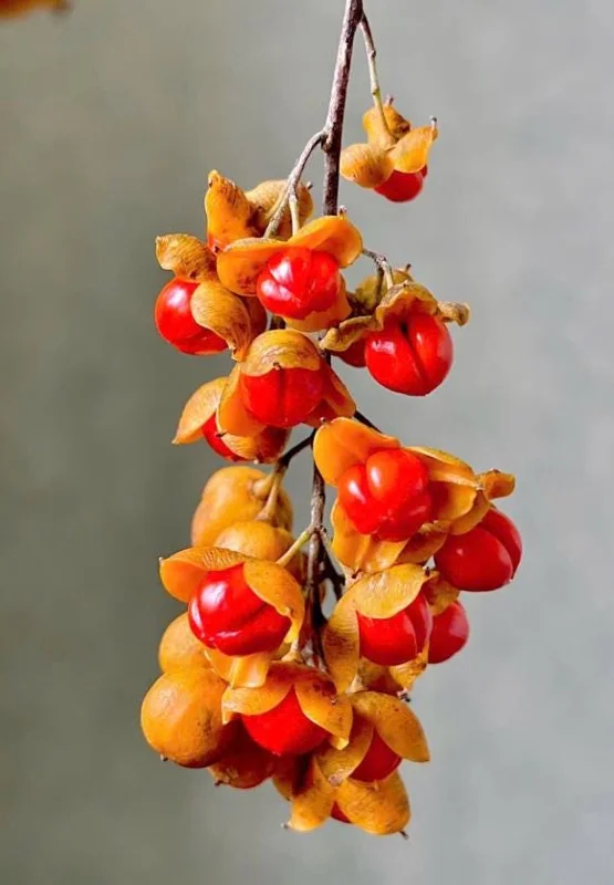 American Bittersweet Live Vine Plant – 6-12 Inch Starter Plug – Celastrus Scandens – Outdoor Climbing Vine American Bittersweet Live Vine Plant – 6-12 Inch Starter Plug – Celastrus Scandens – Outdoor Climbing Vine - Image 2