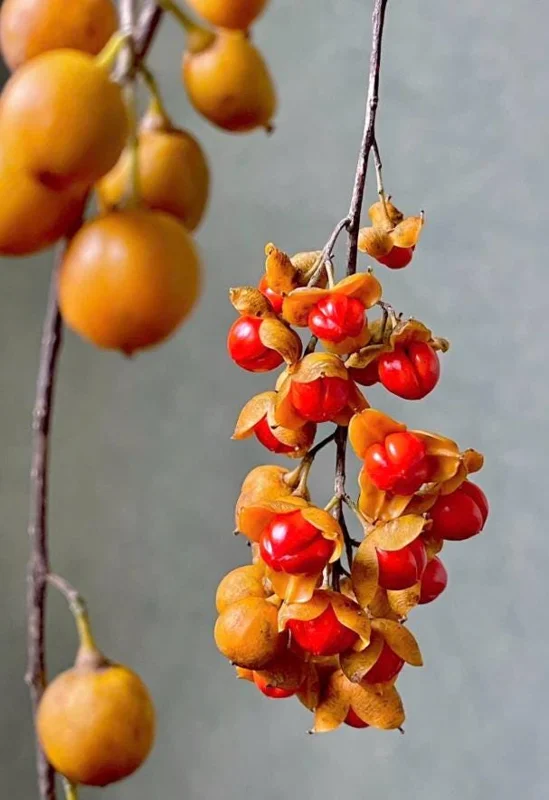 American Bittersweet Live Vine Plant – 6-12 Inch Starter Plug – Celastrus Scandens – Outdoor Climbing Vine American Bittersweet Live Vine Plant – 6-12 Inch Starter Plug – Celastrus Scandens – Outdoor Climbing Vine - Image 3