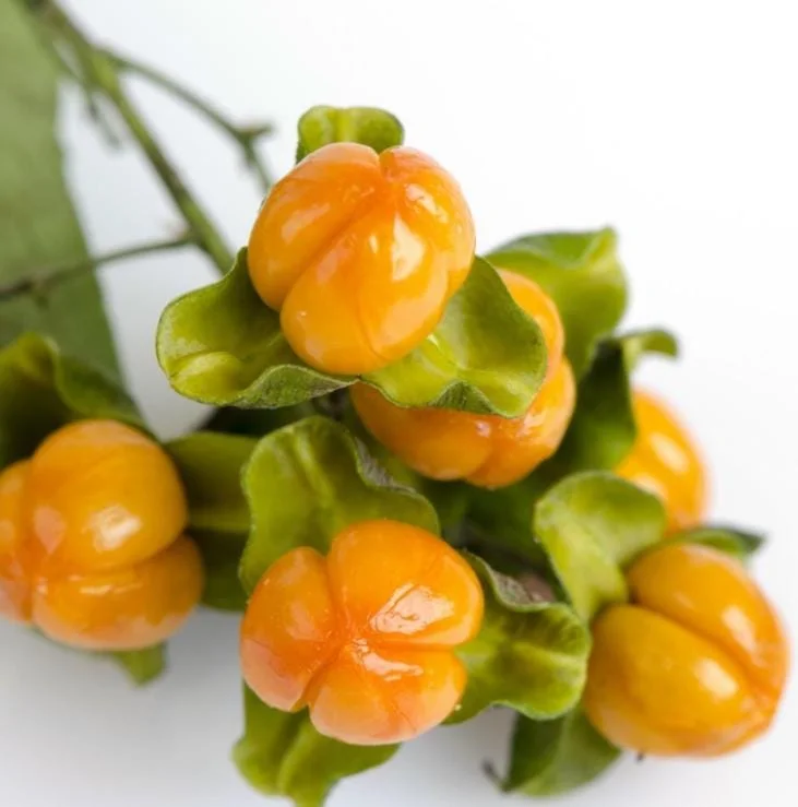 American Bittersweet Live Vine Plant – 6-12 Inch Starter Plug – Celastrus Scandens – Outdoor Climbing Vine American Bittersweet Live Vine Plant – 6-12 Inch Starter Plug – Celastrus Scandens – Outdoor Climbing Vine - Image 5