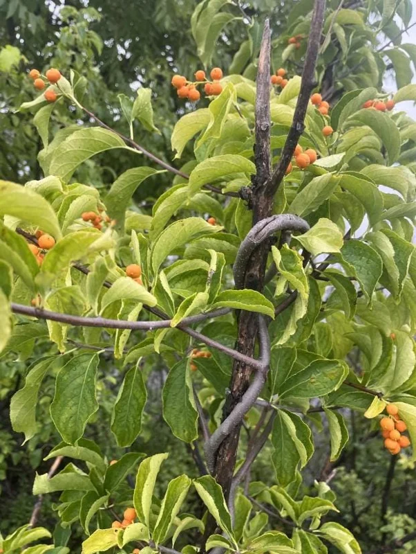 American Bittersweet Live Vine Plant – 6-12 Inch Starter Plug – Celastrus Scandens – Outdoor Climbing Vine American Bittersweet Live Vine Plant – 6-12 Inch Starter Plug – Celastrus Scandens – Outdoor Climbing Vine - Image 7