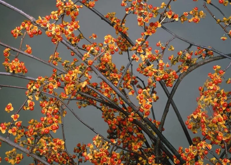 American Bittersweet Live Vine Plant – 6-12 Inch Starter Plug – Celastrus Scandens – Outdoor Climbing Vine American Bittersweet Live Vine Plant – 6-12 Inch Starter Plug – Celastrus Scandens – Outdoor Climbing Vine - Image 8