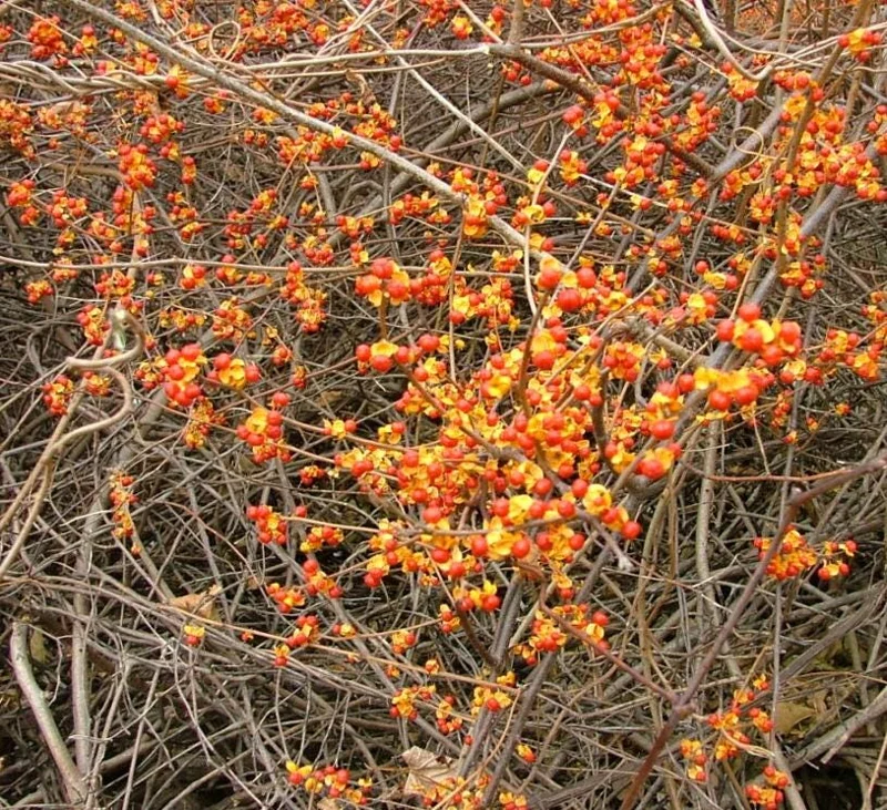 American Bittersweet Live Vine Plant – 6-12 Inch Starter Plug – Celastrus Scandens – Outdoor Climbing Vine American Bittersweet Live Vine Plant – 6-12 Inch Starter Plug – Celastrus Scandens – Outdoor Climbing Vine - Image 9