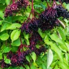 American Elderberry Live Plant – 5-10 Inch Tall Starter Shrub – 4 Inch Pot – Outdoor Hardy Fruit Plant - Image 1