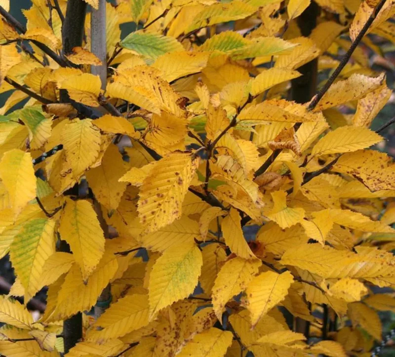 American Hornbeam Live Plant – Native Shade Tree 6-12" Tall – 1 Quart Pot American Hornbeam Live Plant – Native Shade Tree 6-12" Tall – 1 Quart Pot - Image 2