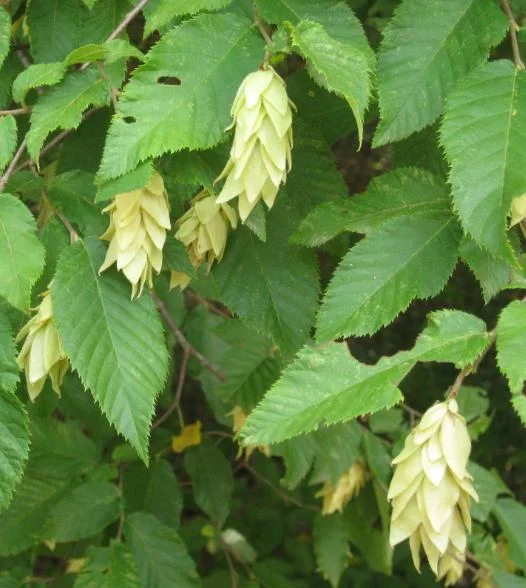 American Hornbeam Live Plant – Native Shade Tree 6-12" Tall – 1 Quart Pot American Hornbeam Live Plant – Native Shade Tree 6-12" Tall – 1 Quart Pot - Image 3