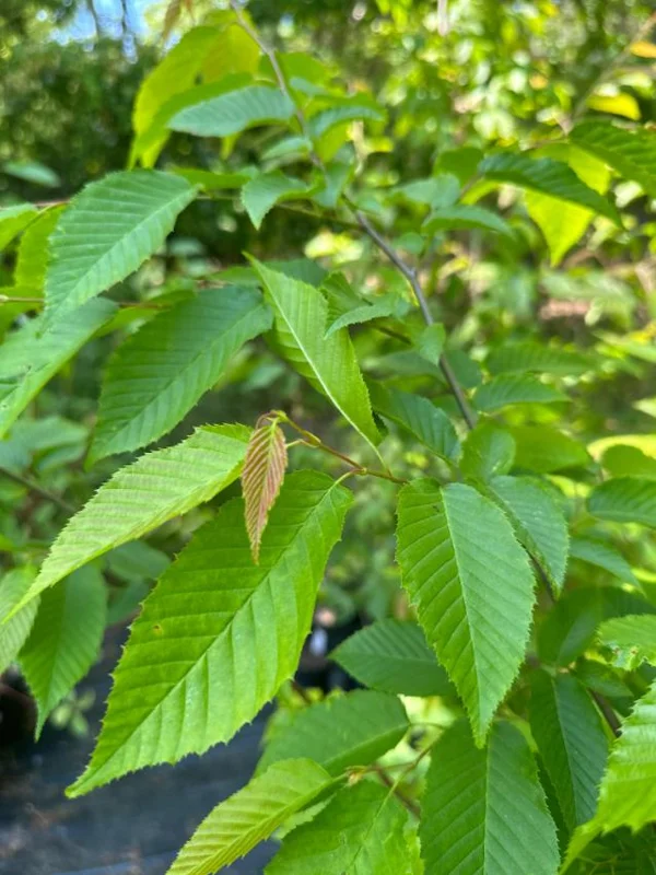 American Hornbeam Live Plant – Native Shade Tree 6-12" Tall – 1 Quart Pot American Hornbeam Live Plant – Native Shade Tree 6-12" Tall – 1 Quart Pot - Image 4