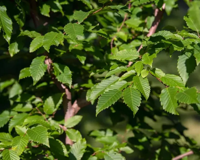 American Hornbeam Live Plant – Native Shade Tree 6-12" Tall – 1 Quart Pot American Hornbeam Live Plant – Native Shade Tree 6-12" Tall – 1 Quart Pot - Image 5