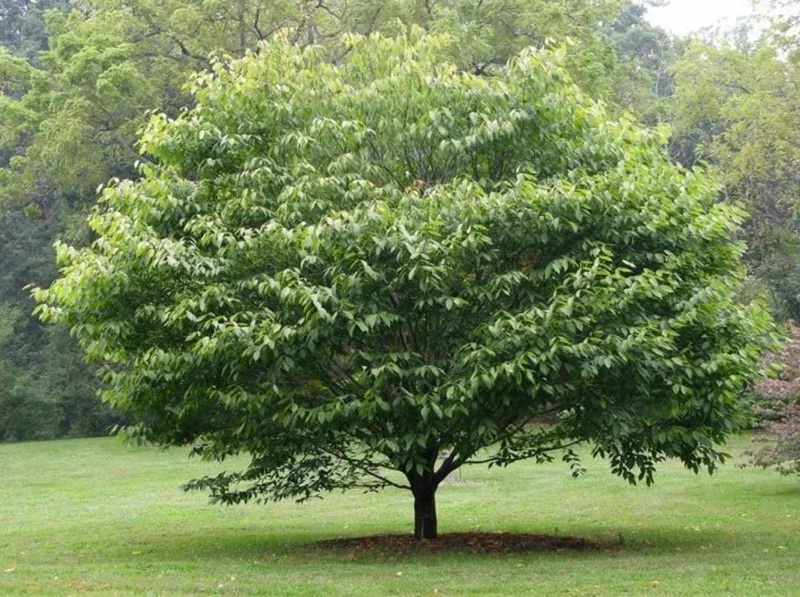 American Hornbeam Live Plant – Native Shade Tree 6-12" Tall – 1 Quart Pot American Hornbeam Live Plant – Native Shade Tree 6-12" Tall – 1 Quart Pot - Image 6