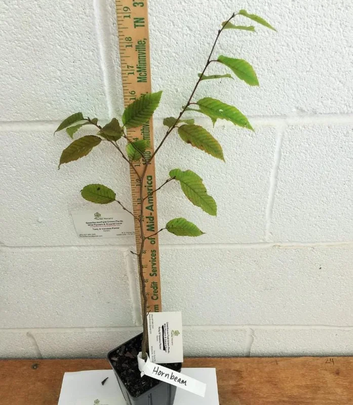 American Hornbeam Live Plant – Native Shade Tree 6-12" Tall – 1 Quart Pot American Hornbeam Live Plant – Native Shade Tree 6-12" Tall – 1 Quart Pot - Image 8