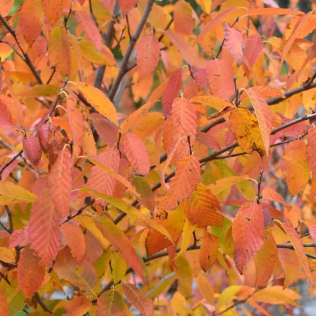 American Hornbeam Live Plant – Native Shade Tree 6-12" Tall – 1 Quart Pot American Hornbeam Live Plant – Native Shade Tree 6-12" Tall – 1 Quart Pot - Image 1