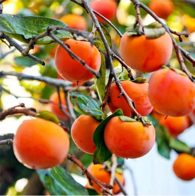 American Persimmon Bare Root Plant, Sweet Fruit Tree, 6-12 Inch Tall, Outdoor American Persimmon Bare Root Plant, Sweet Fruit Tree, 6-12 Inch Tall, Outdoor - Image 3