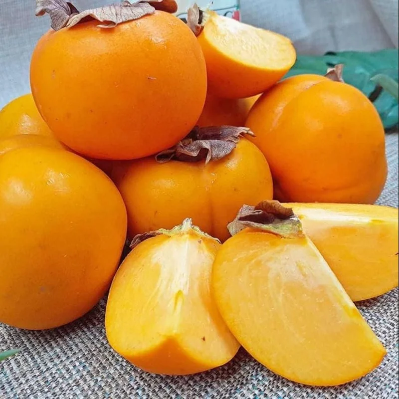 American Persimmon Bare Root Plant, Sweet Fruit Tree, 6-12 Inch Tall, Outdoor American Persimmon Bare Root Plant, Sweet Fruit Tree, 6-12 Inch Tall, Outdoor - Image 5