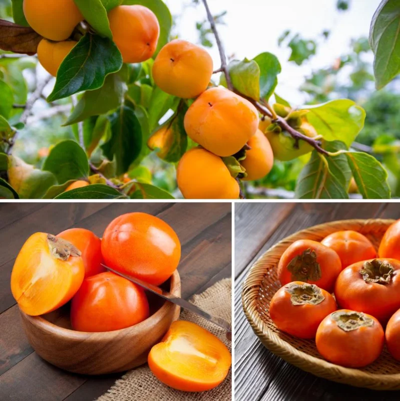 American Persimmon Bare Root Plant, Sweet Fruit Tree, 6-12 Inch Tall, Outdoor American Persimmon Bare Root Plant, Sweet Fruit Tree, 6-12 Inch Tall, Outdoor - Image 6