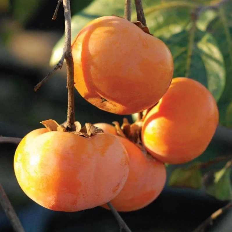 American Persimmon Bare Root Plant, Sweet Fruit Tree, 6-12 Inch Tall, Outdoor American Persimmon Bare Root Plant, Sweet Fruit Tree, 6-12 Inch Tall, Outdoor - Image 7